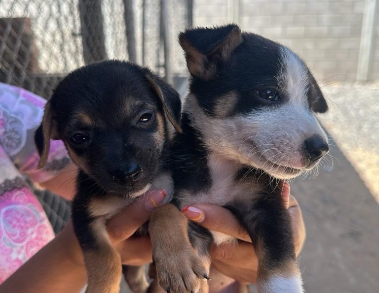 Llevarán perrritos para adopción al parque la tortuga